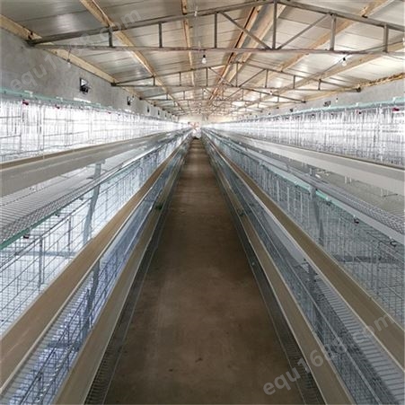 长期供应 蛋鸡笼 阶梯蛋鸡笼 不锈钢蛋鸡笼