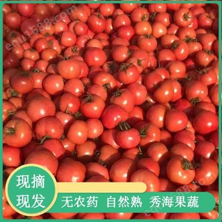 山东西红柿 白玉西红柿种子 黄色水果小番茄 抗褪绿西红柿种苗