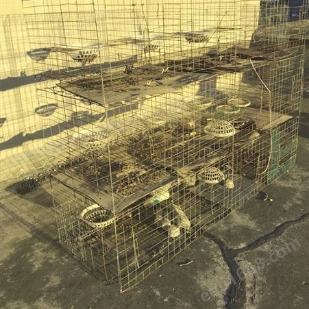 三层鸽子笼 自动立式养殖鸽笼 批发定制 加粗育雏笼