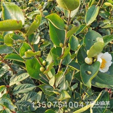 广元泸州宜宾种植10000亩大果茶苗(新品种茶树苗培育)