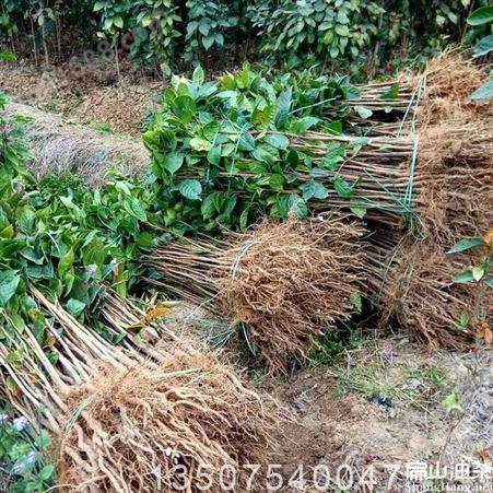 江西南昌标准茶籽山茶油回收购厂家 大果红花茶树苗种植基地 榨油设备