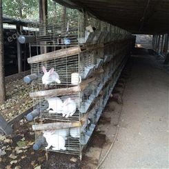 种兔笼价格 Guangwang/广旺 獭兔长毛兔母兔种兔笼 供应定制