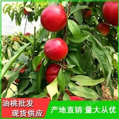 中油4号油桃供应商-温室大棚油桃基地-昊昌