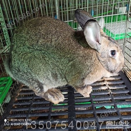 江西九江大规模比利时种肉兔子养殖基地 标准新西兰肉兔养殖场品种多