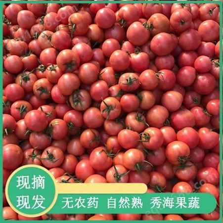 山东西红柿 白玉西红柿种子 黄色水果小番茄 抗褪绿西红柿种苗