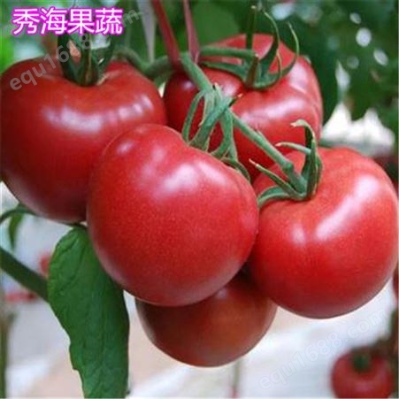生产高产西红柿 供应高产西红柿 价格 直发
