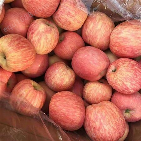 临沂苹果产地价格 红富士苹果入冷库时间