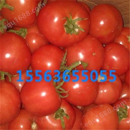 新鲜西红柿_秀海果蔬_供应新鲜西红柿_销售新鲜西红柿