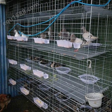 报价批发 组装加粗加密鸽子笼 肉鸽养殖笼具 双层鸽笼价格