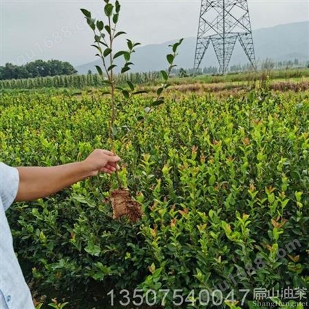 玉溪超大果大茶苗研究种植基地品种技术发布