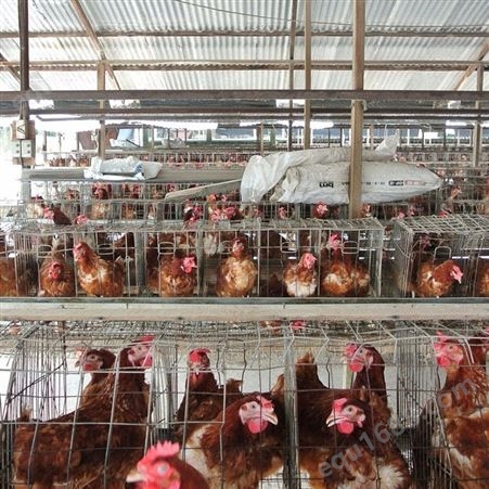 厂家 热镀锌立体式蛋鸡笼 肉鸡笼养殖 加密加粗鸡笼报价