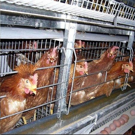 供应定制 养鸡设备 全自动养殖场养鸡蛋鸡笼 鸡笼养殖