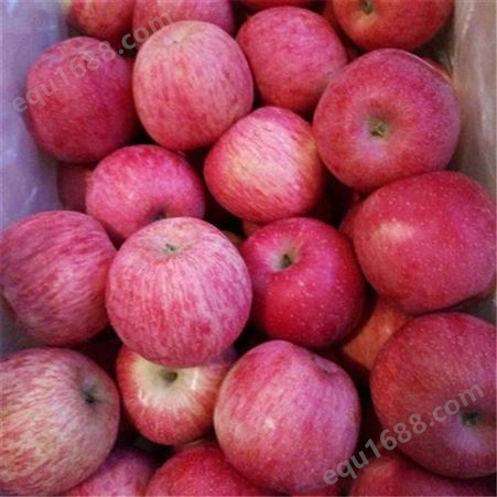 冷库苹果 恒温库苹果 0-8度保鲜存储遍体通红 昊昌农产品