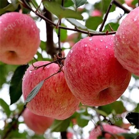 苹果红富士 购买冷库保存苹果利润