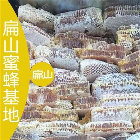 广东福建蜜蜂养殖技术培训中心 云南广西中蜂意巢蜜批发