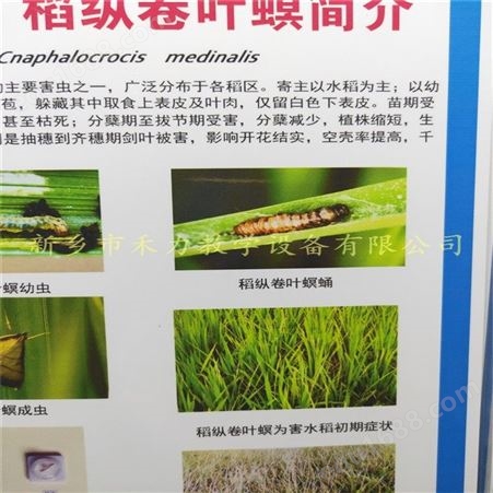 农作物病虫害挂图展示 水稻害虫盒装标本 稻纵卷叶螟挂图标本 农作物彩色图谱