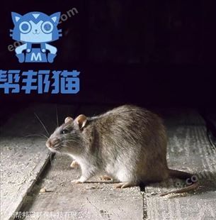 广州滘口除老鼠灭老鼠 消杀老鼠 杀老鼠上门价格多少