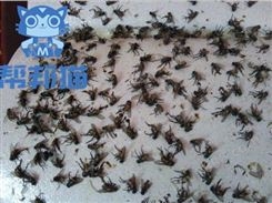 白云同和街道灭蚂蚁除老鼠 杀蟑螂 消杀蚊蝇上门价格多少
